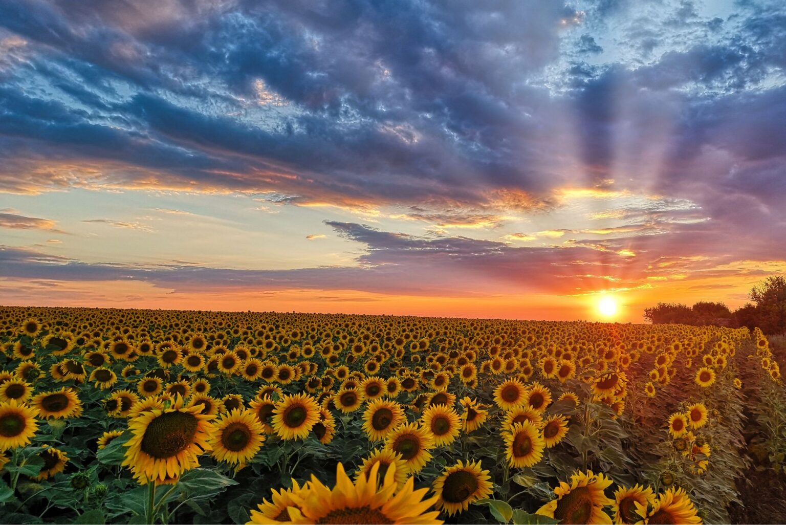 Amarelo a Cor do Sol: Descubra o Encanto e a Influencia da Cor no nosso ...