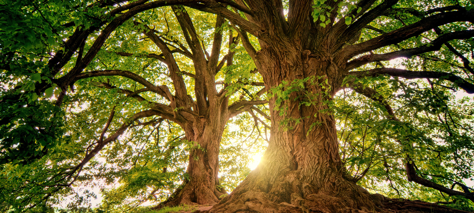 arvore nós site leaf eco